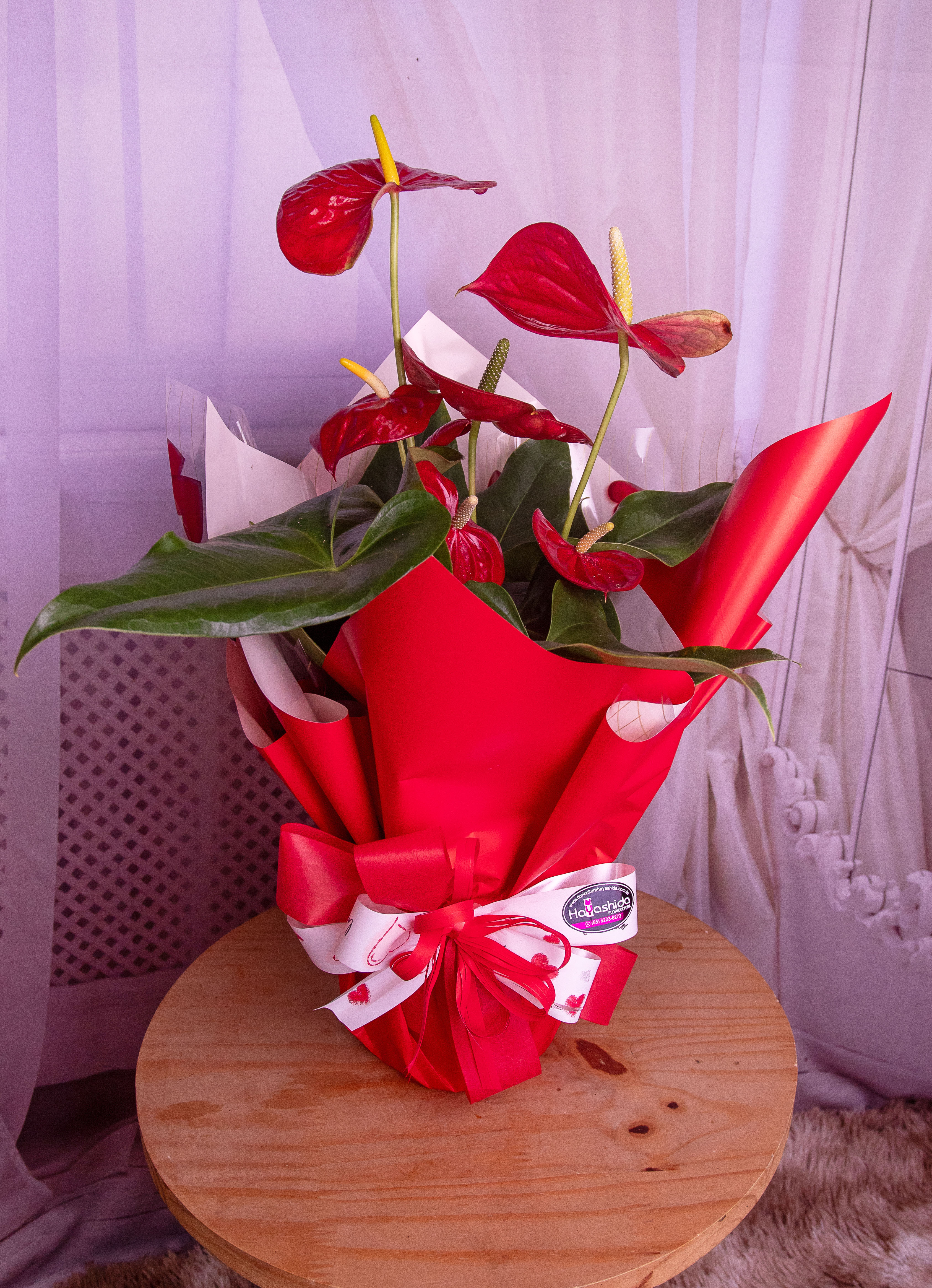 Anturio plantado vermelho médio