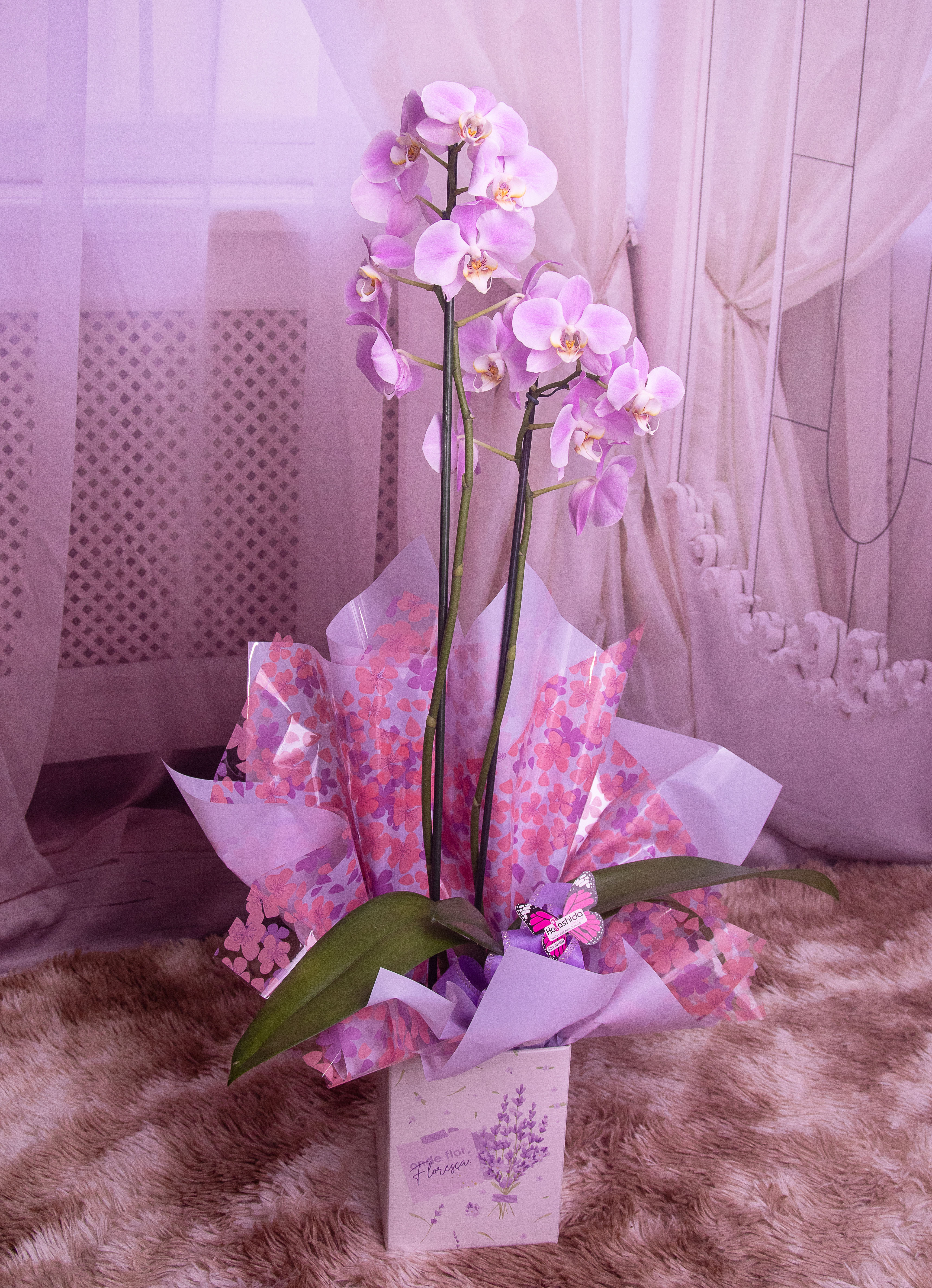 Orquídea Farenópolis embalada com caixa